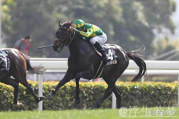 中国年轻骑手与赛马的故事 中国年轻骑手与赛马的故事